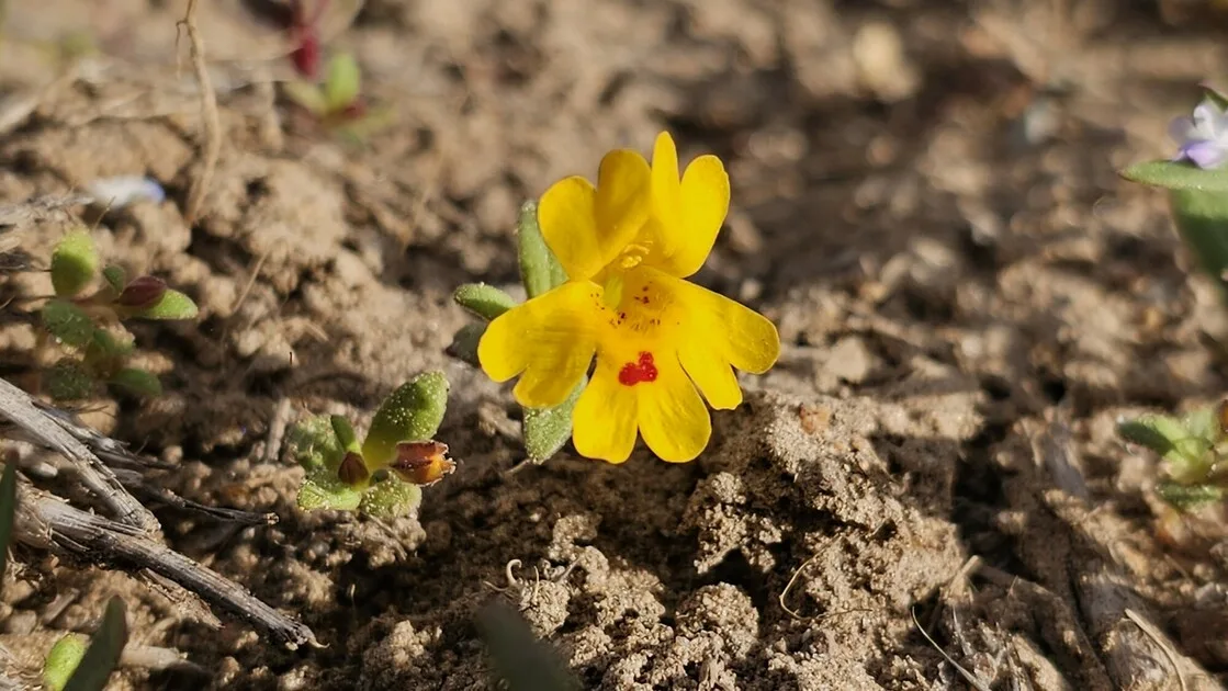 Se busca protección para flores silvestres en peligro de extinción del norte de Nevada