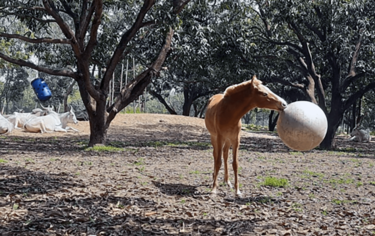 El potro Messi, una estrella de fútbol en el santuario animal Rahat