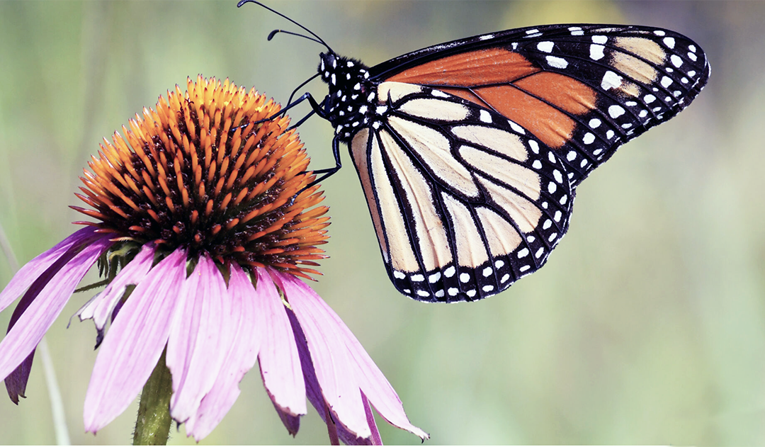 Programa comunitario trinacional ayuda a proteger a la mariposa monarca