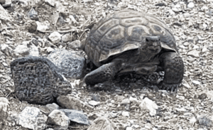 Mojave Max salió de su madriguera en el Springs Preserve