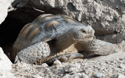 Mojave Max salió de su madriguera en el Springs Preserve