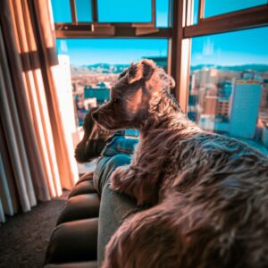 Dog-friendly hotels in Las Vegas, Baker, Tonopah, Ely, and Baker