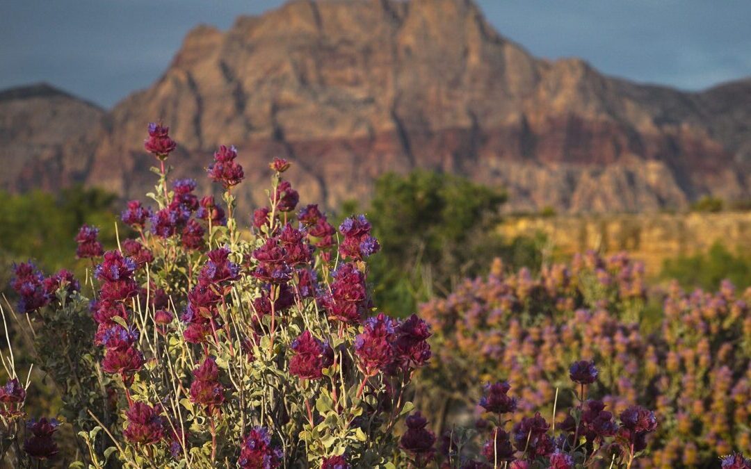 Things to do in Nevada this weekend (Aug. 1-3)