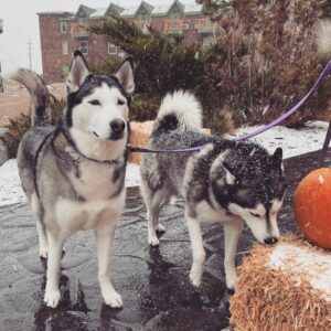 Dog-friendly hotels in Las Vegas, Baker, Tonopah, Ely, and Baker