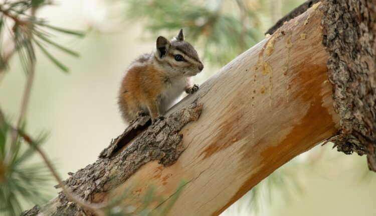 These 8 endangered animals in Nevada need your help