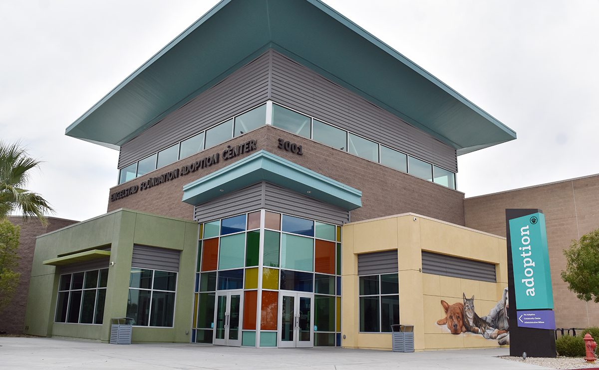 Exige Las Vegas el uso de microchips en mascotas; multas y cárcel para infractores