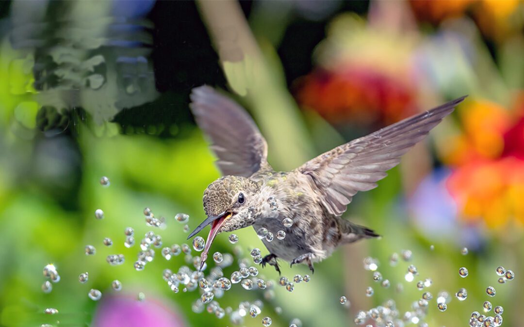 Promueve NWF concurso de fotografía sobre jardinería sostenible para la vida silvestre