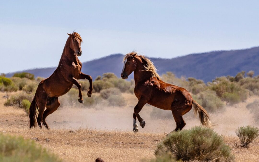 Bureau of Land Management prepares for major wild horse gather in Nevada