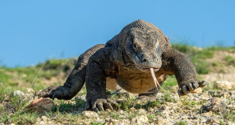 5 Surprising Exotic Pets That Are Legal in Nevada