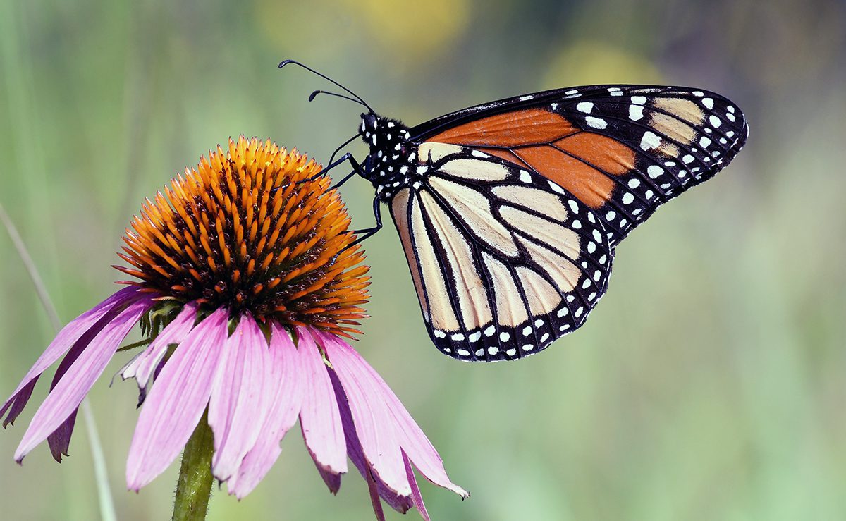 La inclusión de la mariposa Monarca en la lista de especies amenazadas ofrece un camino para su recuperación La inclusión de la mariposa Monarca en la lista de especies amenazadas ofrece un camino para su recuperación