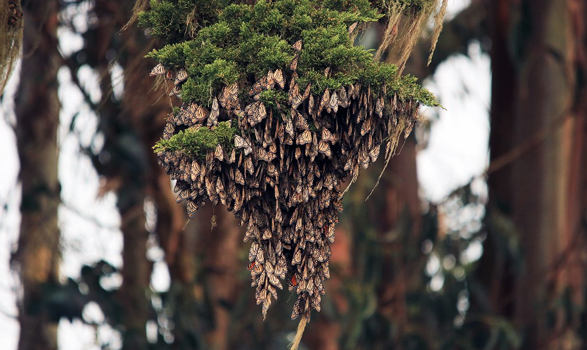 La inclusión de la mariposa Monarca en la lista de especies amenazadas ofrece un camino para su recuperación