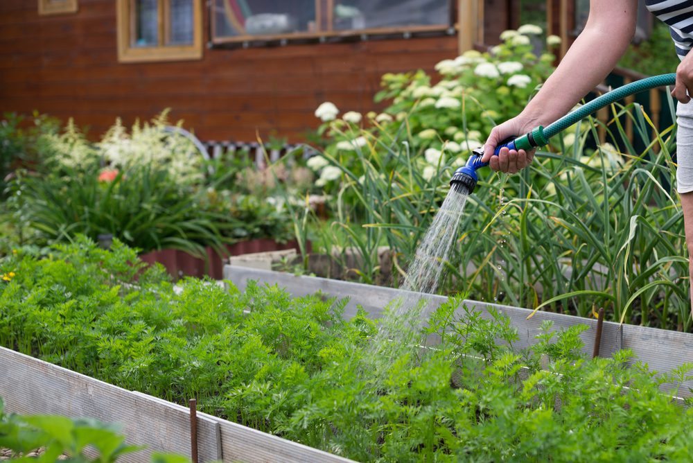 Your guide to container gardening in Nevada