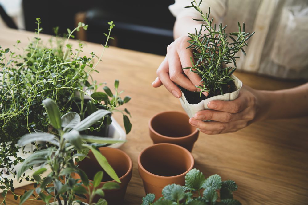 Your guide to container gardening in Nevada