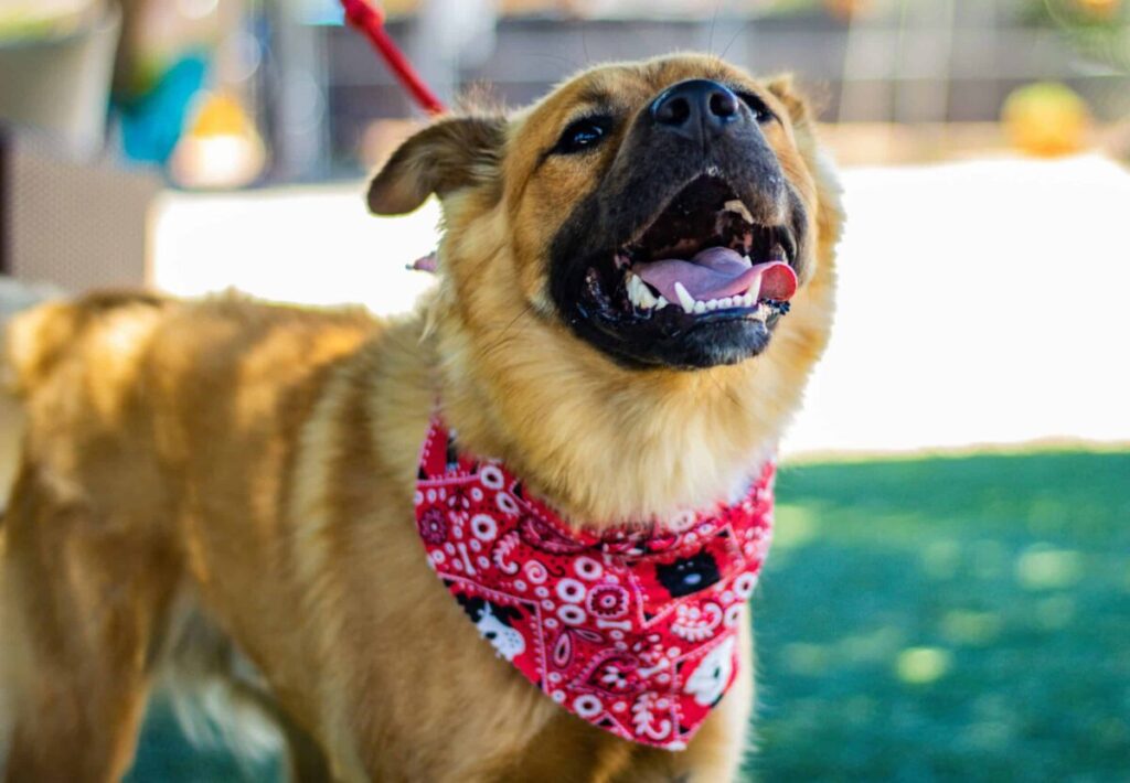 Due to a recent influx, The Animal Foundation is seeking help from residents to save these dogs’ lives by providing them a temporary foster home.