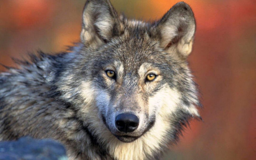 Gray wolf wanders into Nevada before returning to California