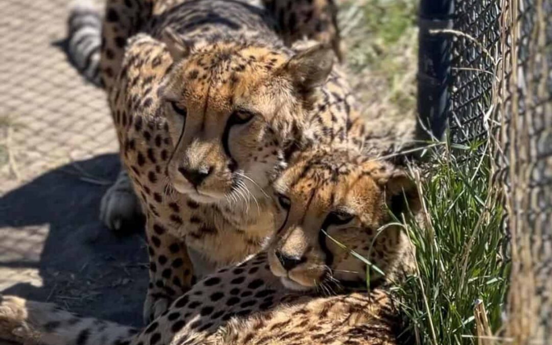 3 animal sanctuaries in Nevada (plus the critters you’ll meet at each one)