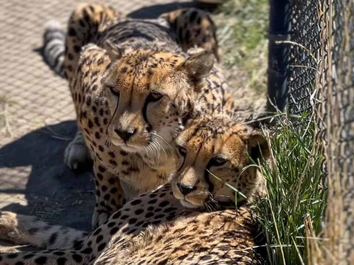 3 animal sanctuaries in Nevada (plus the critters you’ll meet at each one)