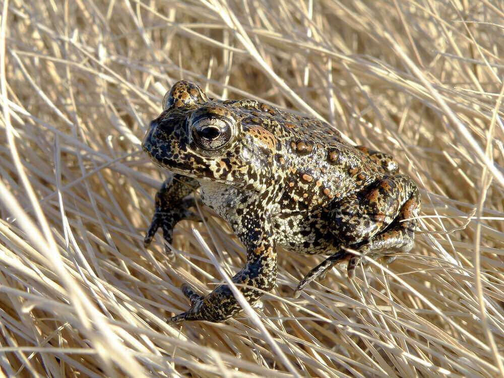 US reconsiders Nevada geothermal plant that would threaten endangered toad