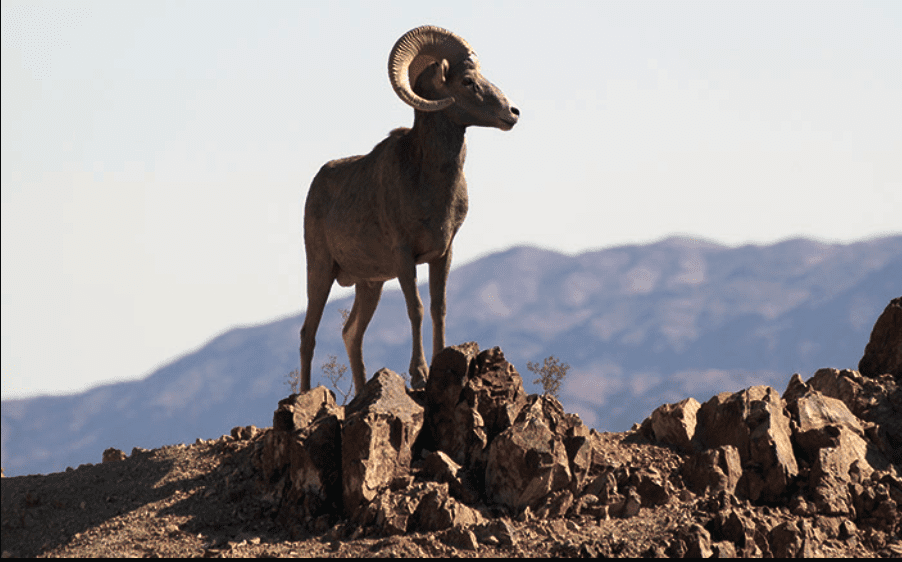 Where to See Desert Bighorn Sheep in Nevada