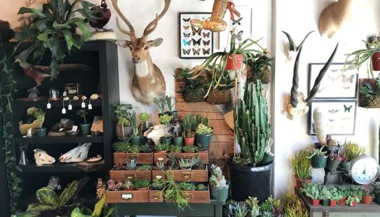 The Surprisingly Cute Taxidermy Shop In Reno (& Other Quirky Stores)