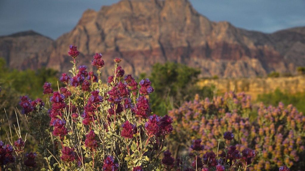 Things to do in Nevada this weekend (Aug. 1-3)