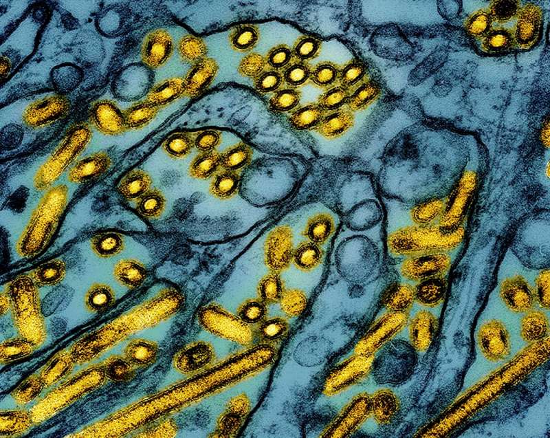 H5N1 bird flu