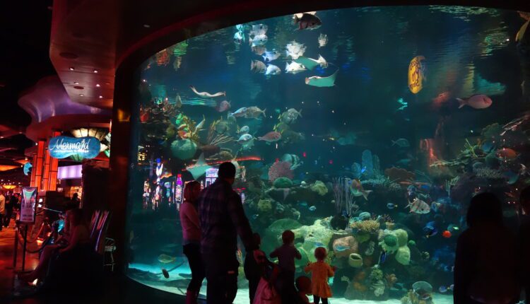 See thousands of tropical fish in the Aquarium at Silverton.