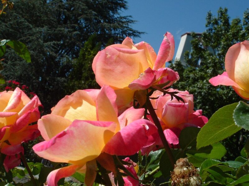 Stop and smell the roses in 6 immaculate public gardens in Reno