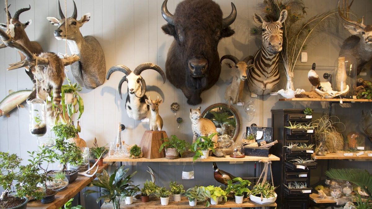 Taxidermy featured in the Natural Selection shop