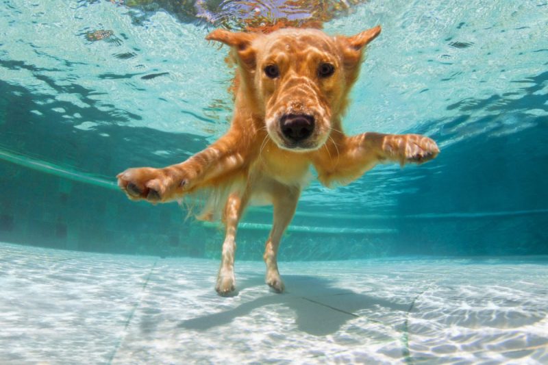 a dog floats submerged in a swimming pool