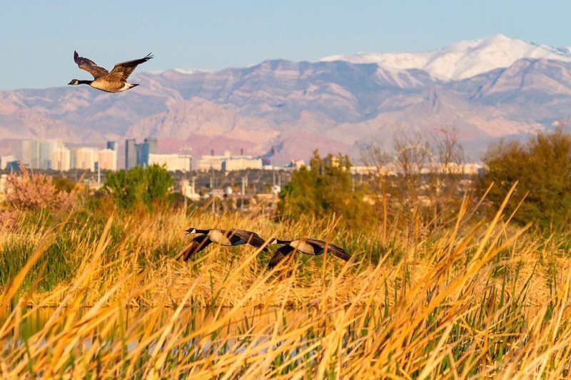birds flying in tall grass against the backdrop of mountains
