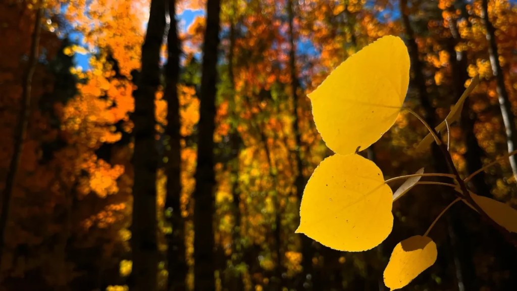 When will Reno get fall foliage? A look at what Farmer’s Almanac, Explore Fall and NWS say