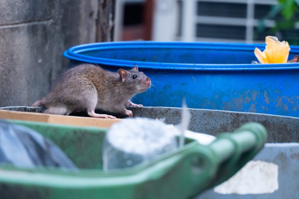 The rat population is booming in Northern Nevada, says pest control company. Here’s why
