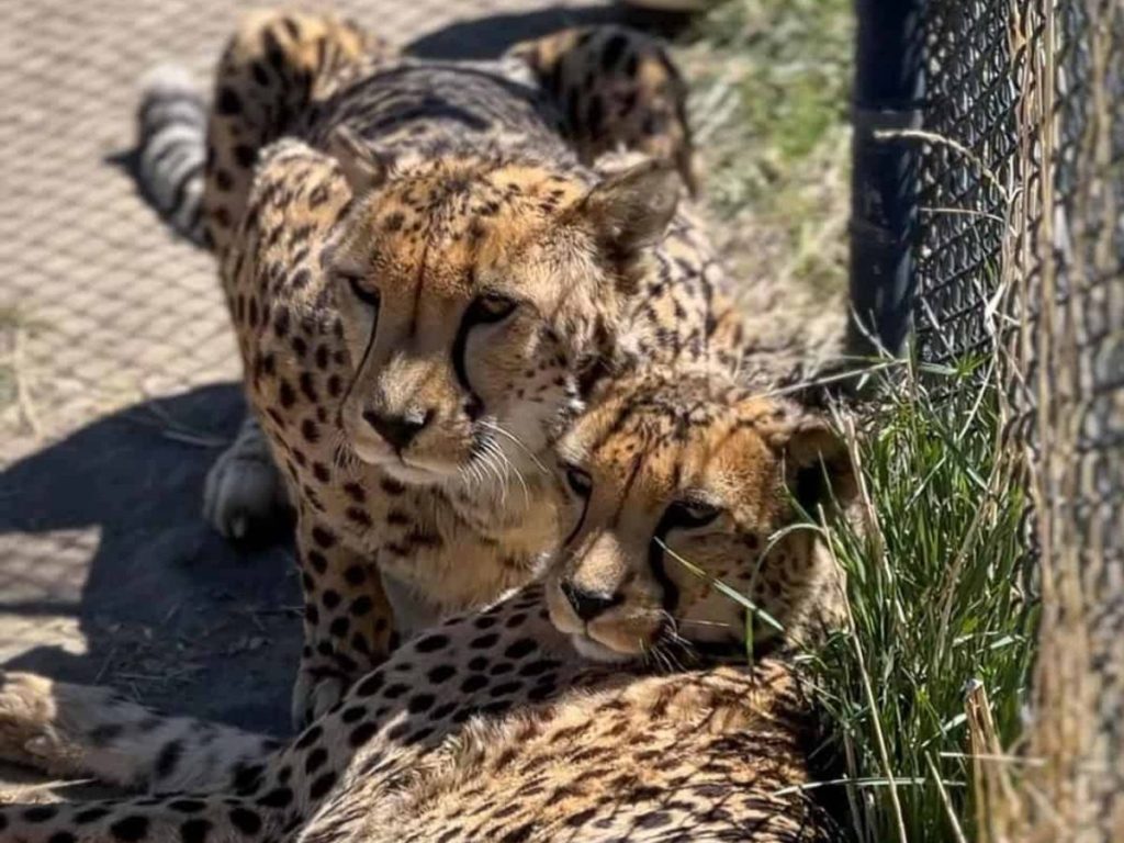 3 animal sanctuaries in Nevada (plus the critters you’ll meet at each one)