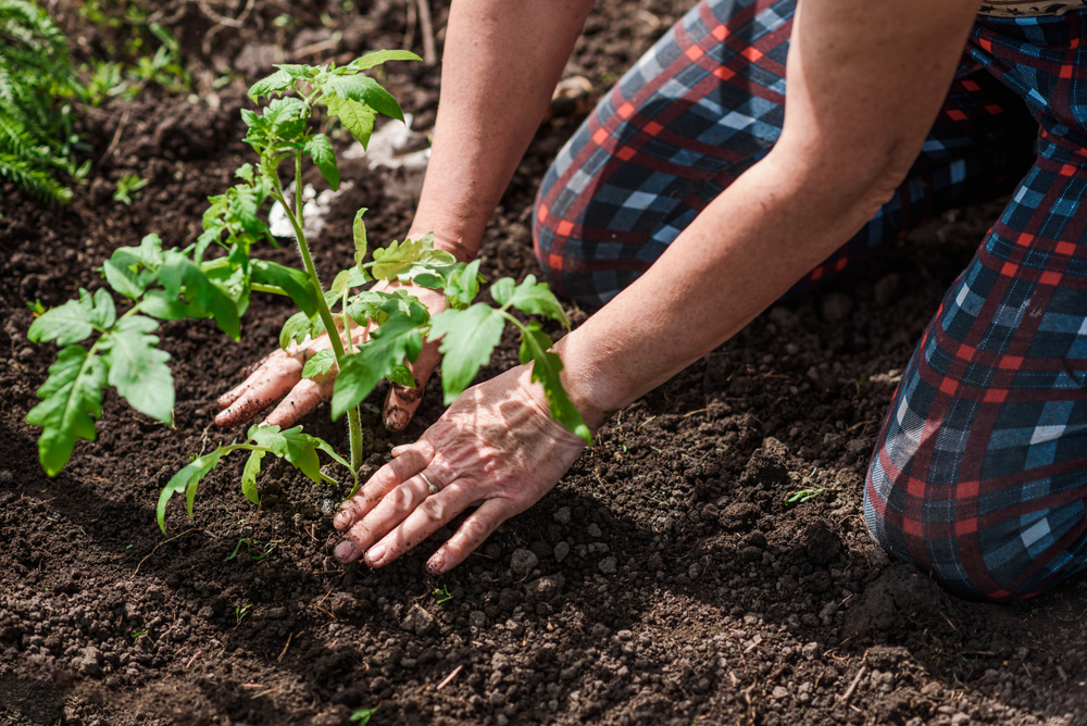 Planting tomato seedlings. (Alexandr Grant/Shutterstock)