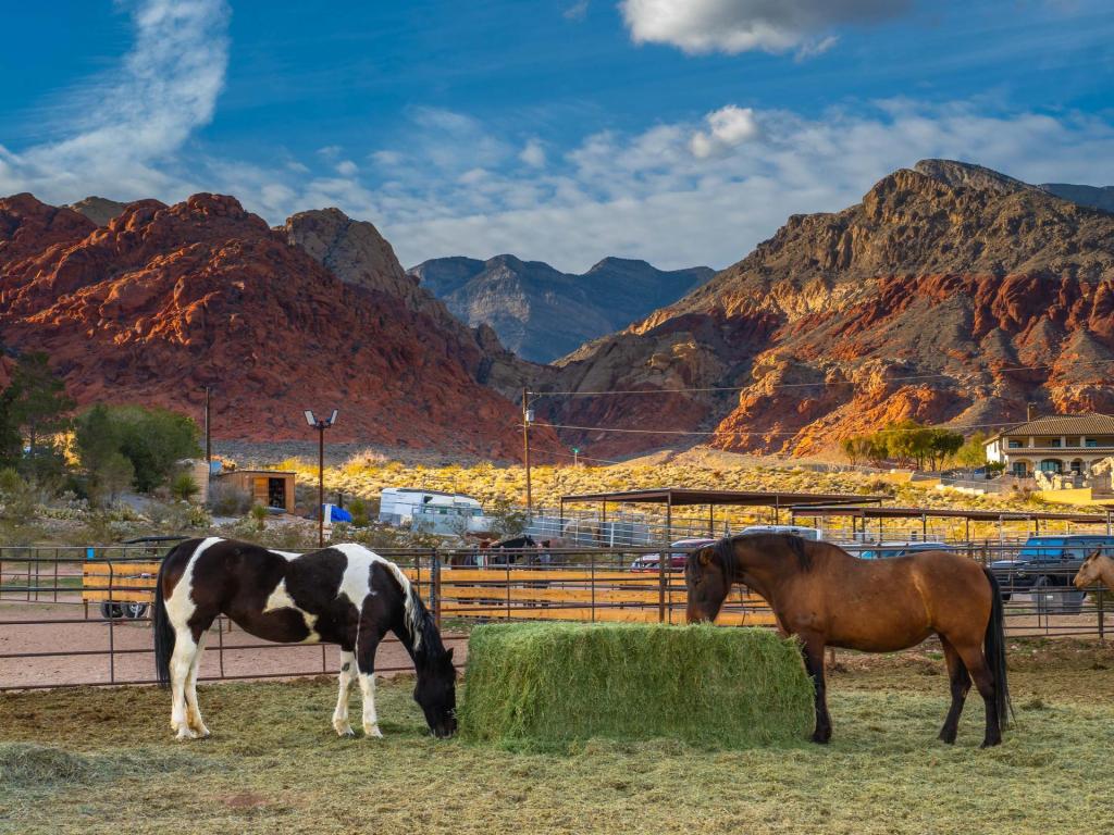 📸 Neigh-vada in your backyard