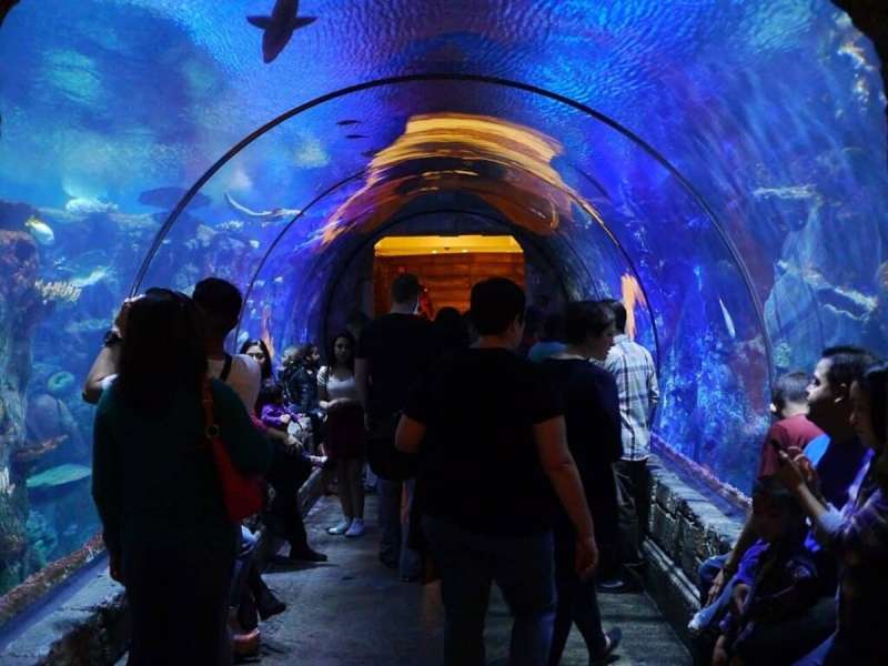 Sharks swim overhead in a tunnel at Shark Reef