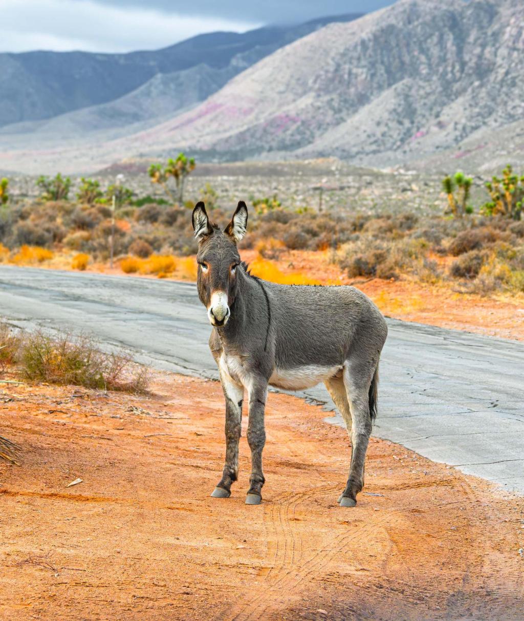 Nevada’s newest state park is still nameless