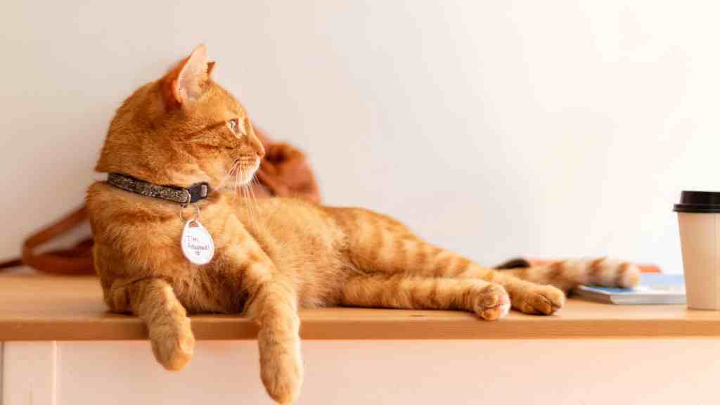 Cuddle and connect with adoptable kitties at a cat cafe in Nevada