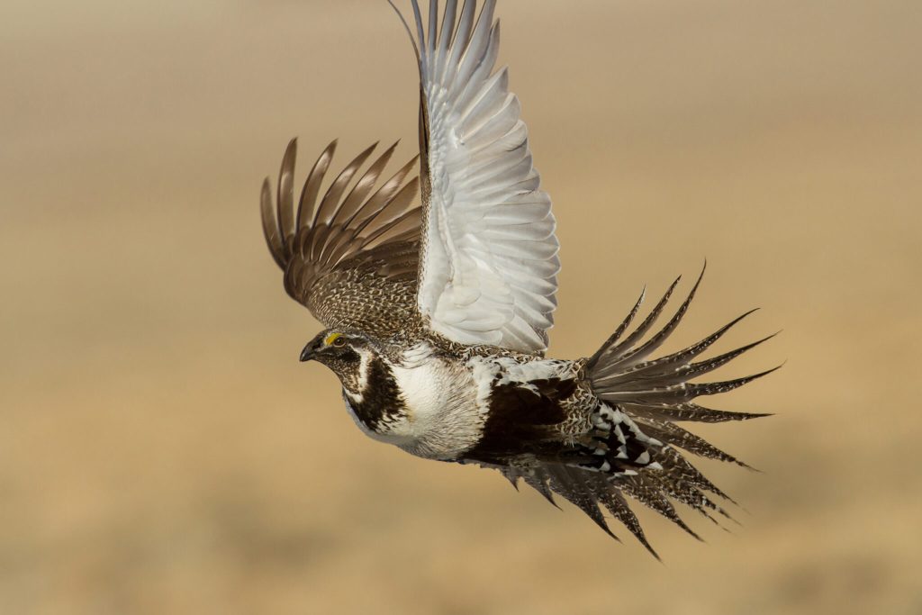 A greater sage-grouse flies through the Warner Mountains of Oregon. Credit: John Carlson/USFWS