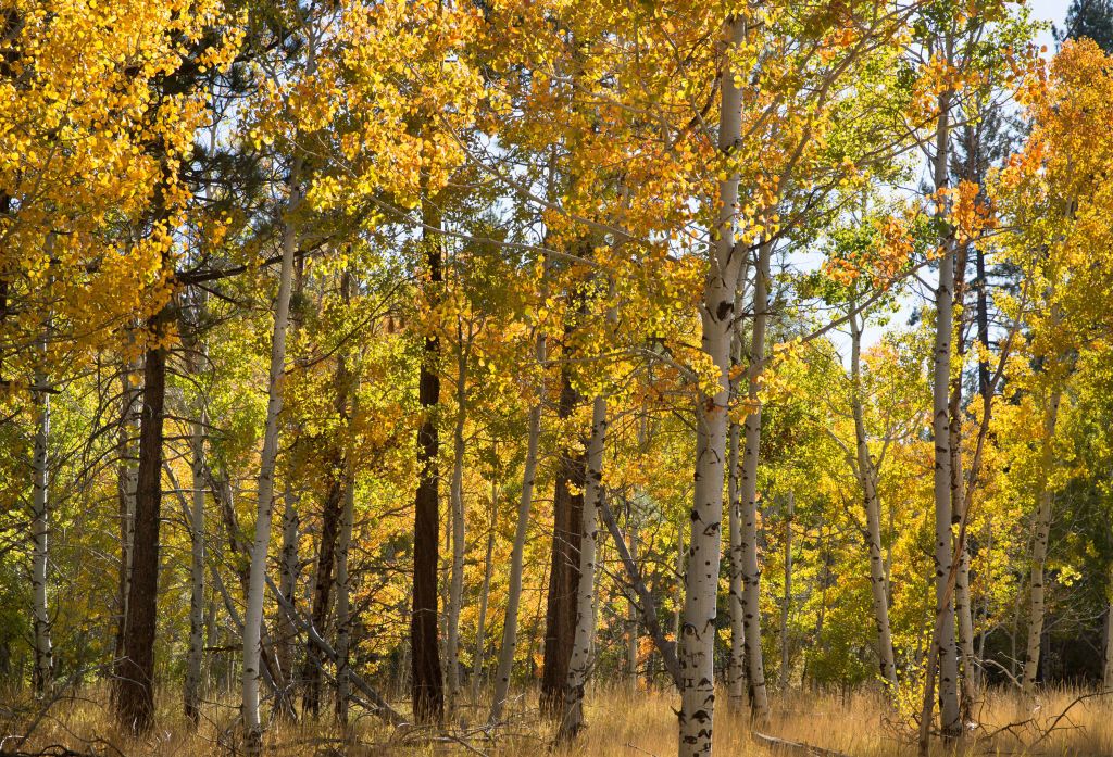 Things to do in Lake Tahoe: fall events, weather and foliage forecast